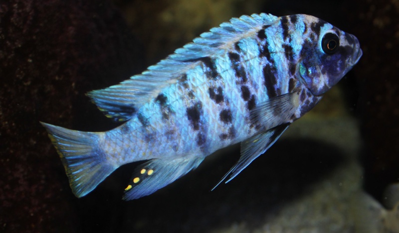 Maylandia zebra 'Likoma Island'